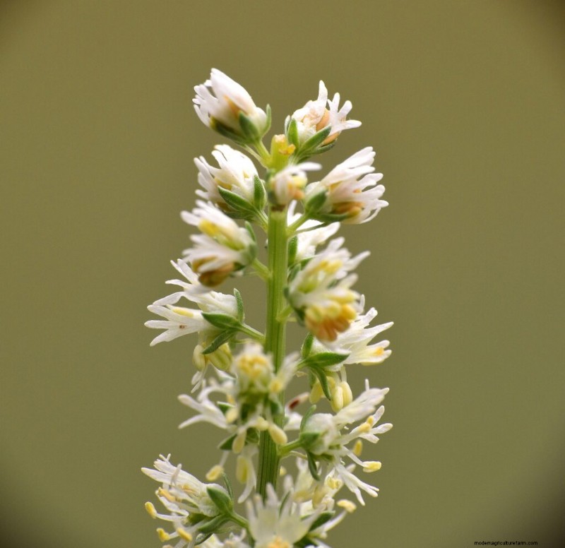 Growing Mignonette (Reseda): A Fragrant Garden Guide