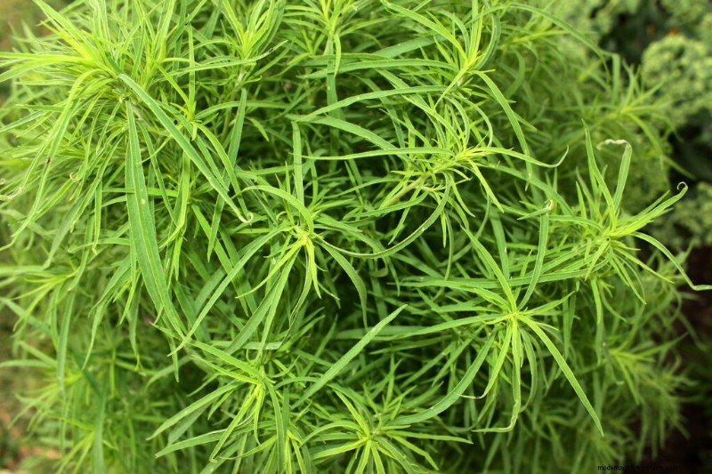 Kochia: Growing & Caring for the Colorful Summer Cypress