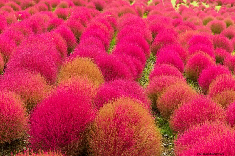 Kochia: Growing & Caring for the Colorful Summer Cypress