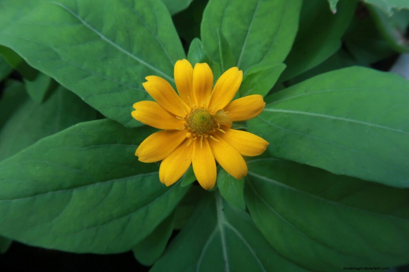 Creeping Zinnia (Sanvitalia): Growing Guide & Care