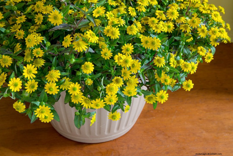Creeping Zinnia (Sanvitalia): Growing Guide & Care