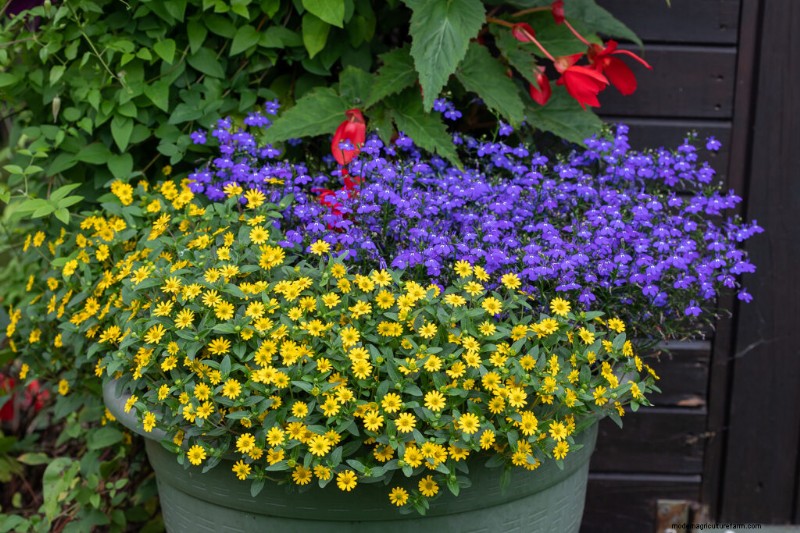 Creeping Zinnia (Sanvitalia): Growing Guide & Care