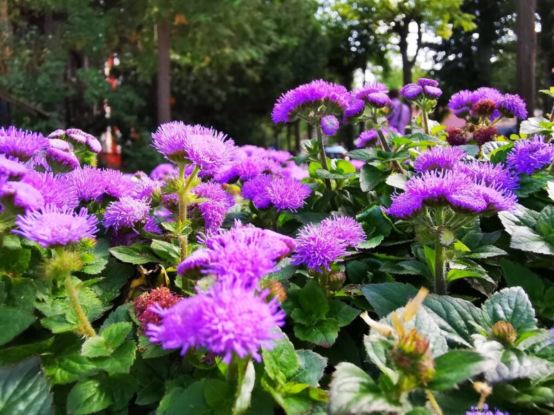 Ageratum: Growing Floss Flower - Care & Planting Guide