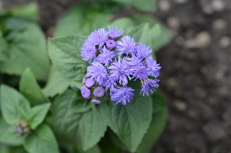 Ageratum: Growing Floss Flower - Care & Planting Guide