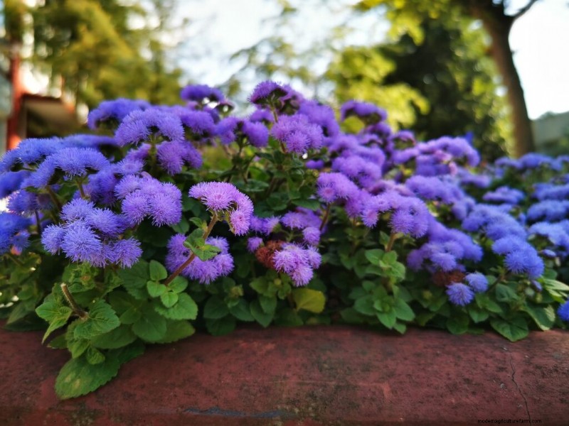 Ageratum: Growing Floss Flower - Care & Planting Guide
