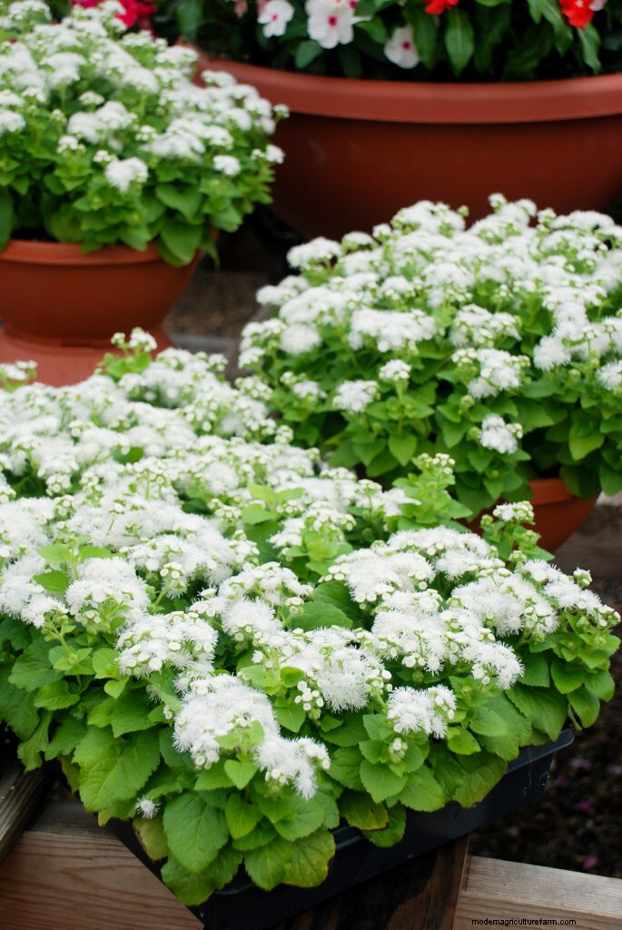 Ageratum: Growing Floss Flower - Care & Planting Guide