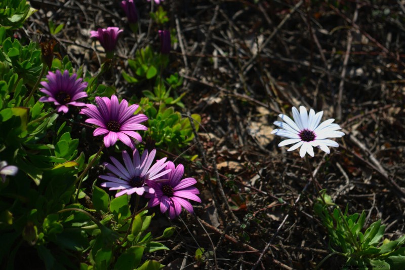 African Daisy (Arctotis): Growing & Care Guide