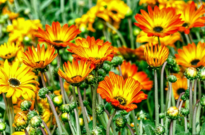 African Daisy (Arctotis): Growing & Care Guide