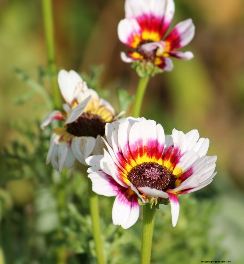 African Daisy (Arctotis): Growing & Care Guide