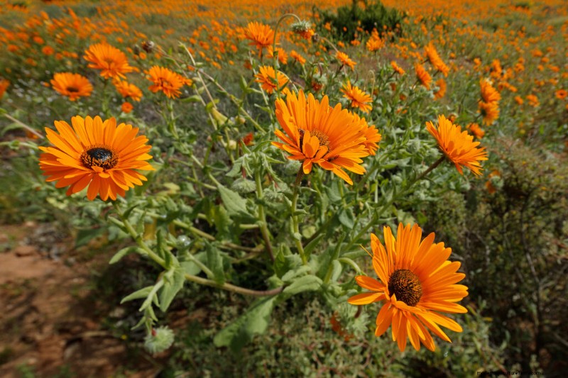 African Daisy (Arctotis): Growing & Care Guide