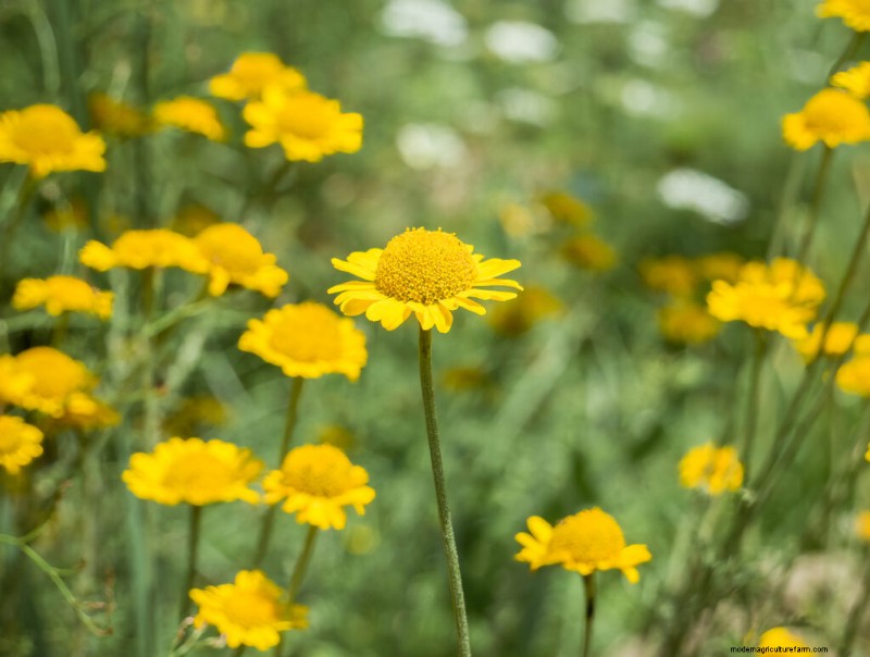 Dahlberg Daisy (Thymophylla): Growing Guide & Care