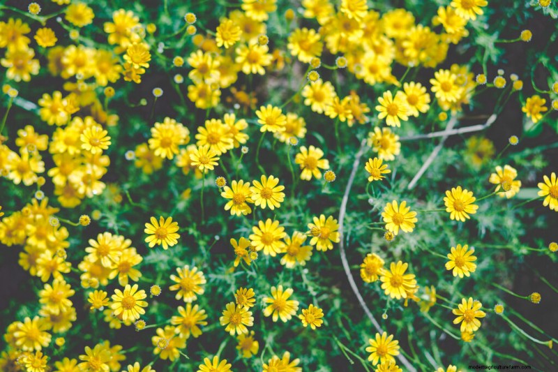 Dahlberg Daisy (Thymophylla): Growing Guide & Care