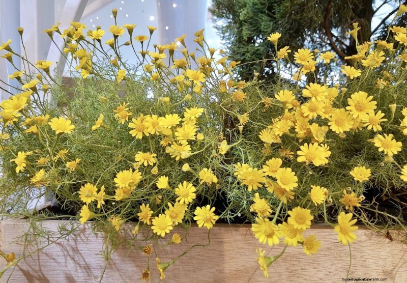 Dahlberg Daisy (Thymophylla): Growing Guide & Care