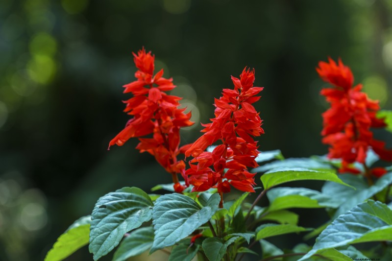 Growing Annual Red Salvia (Salvia splendens): A Complete Guide