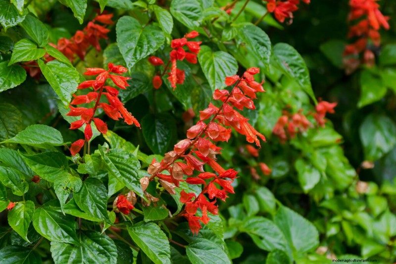 Growing Annual Red Salvia (Salvia splendens): A Complete Guide