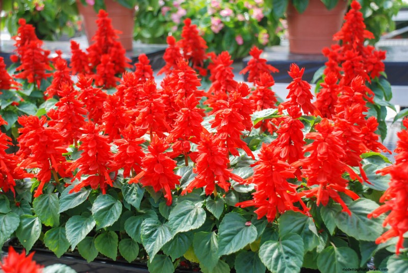 Growing Annual Red Salvia (Salvia splendens): A Complete Guide