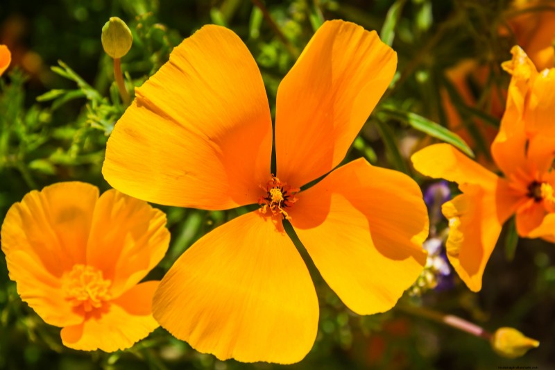 California Poppy (Eschscholzia): Growing Guide & Care