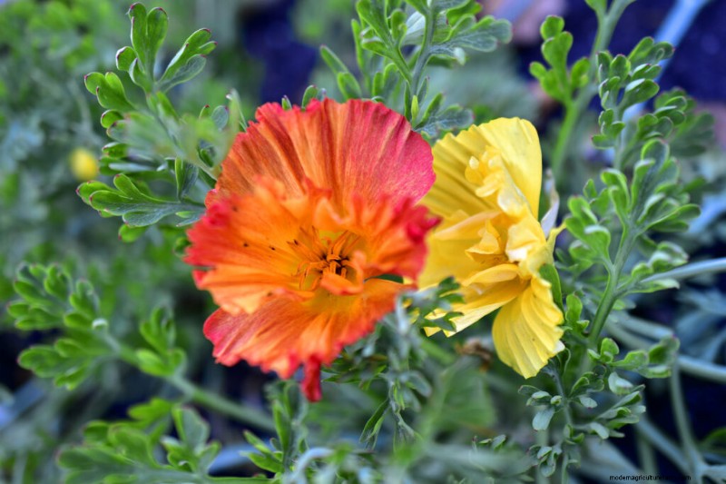 California Poppy (Eschscholzia): Growing Guide & Care