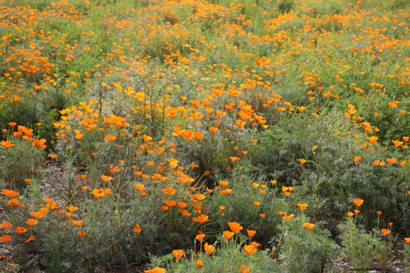 California Poppy (Eschscholzia): Growing Guide & Care