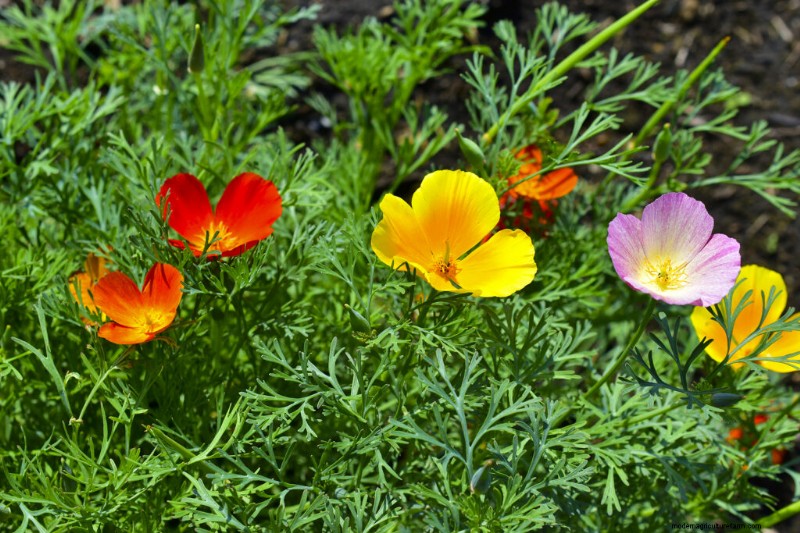 California Poppy (Eschscholzia): Growing Guide & Care