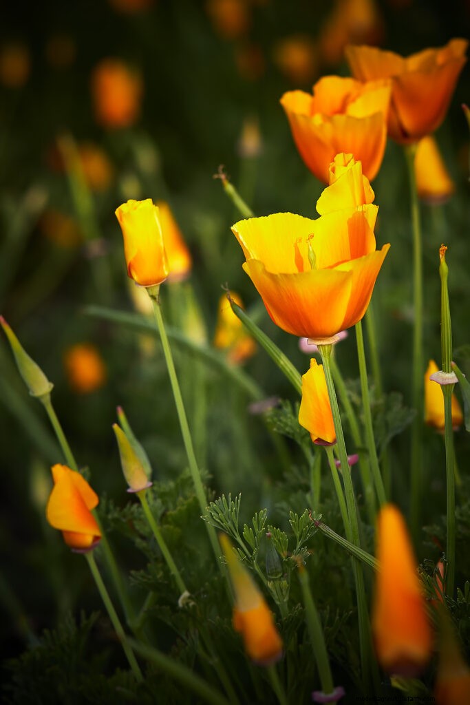 California Poppy (Eschscholzia): Growing Guide & Care