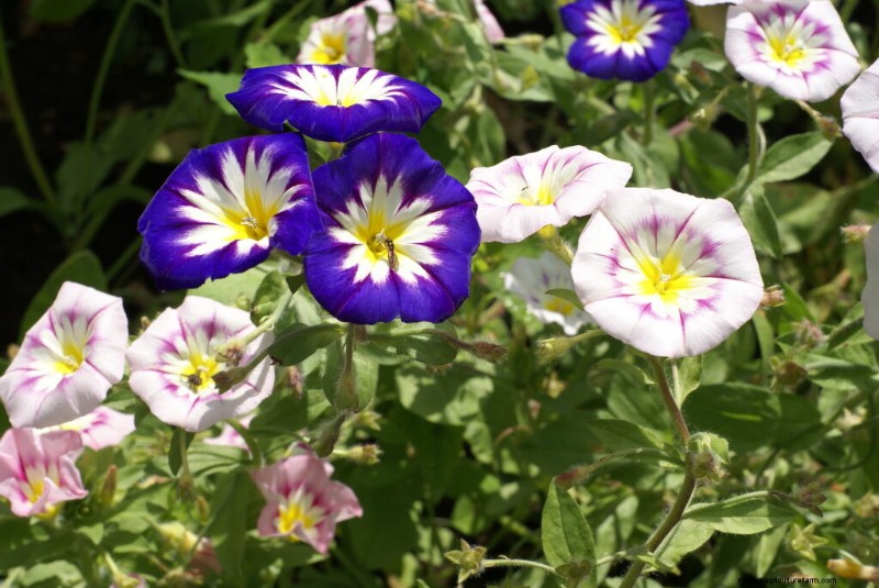 Morning Glory (Convolvulus): Growing Guide & Care Tips