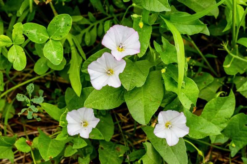 Morning Glory (Convolvulus): Growing Guide & Care Tips