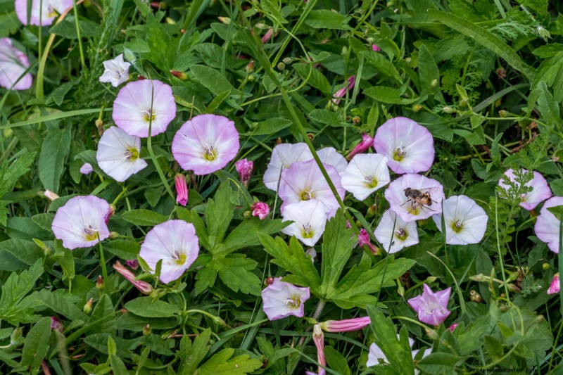 Morning Glory (Convolvulus): Growing Guide & Care Tips