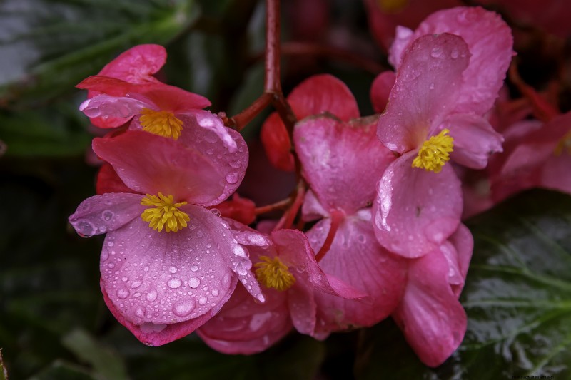 Growing Bedding Begonias: A Complete Guide to Vibrant Blooms