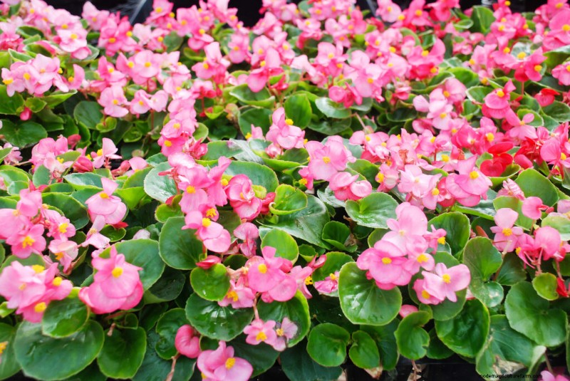 Growing Bedding Begonias: A Complete Guide to Vibrant Blooms