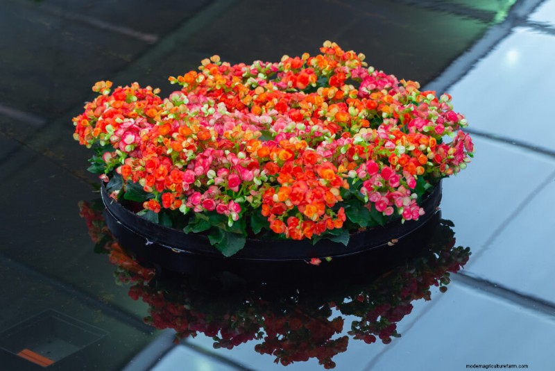 Growing Bedding Begonias: A Complete Guide to Vibrant Blooms