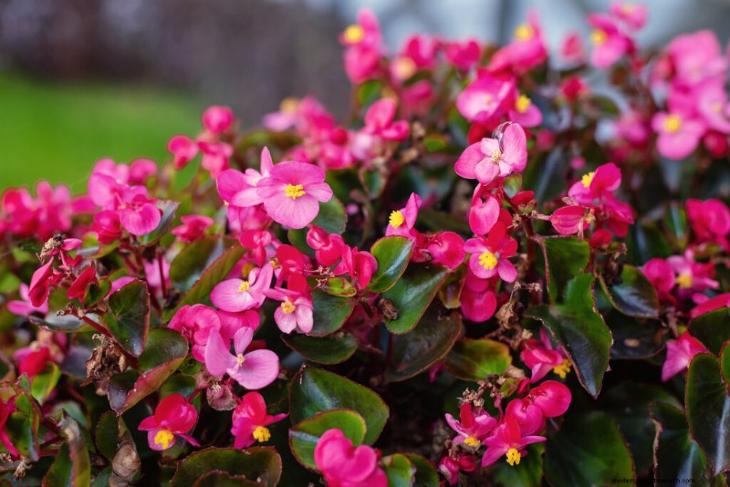 Growing Bedding Begonias: A Complete Guide to Vibrant Blooms