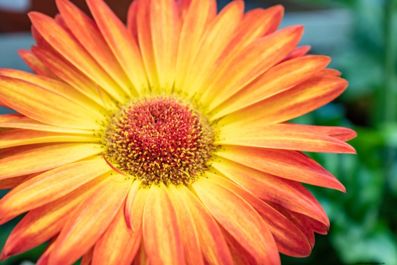 Growing Transvaal Daisies (Gerbera): A Complete Guide