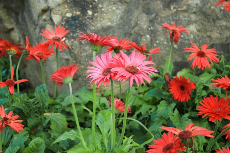 Growing Transvaal Daisies (Gerbera): A Complete Guide
