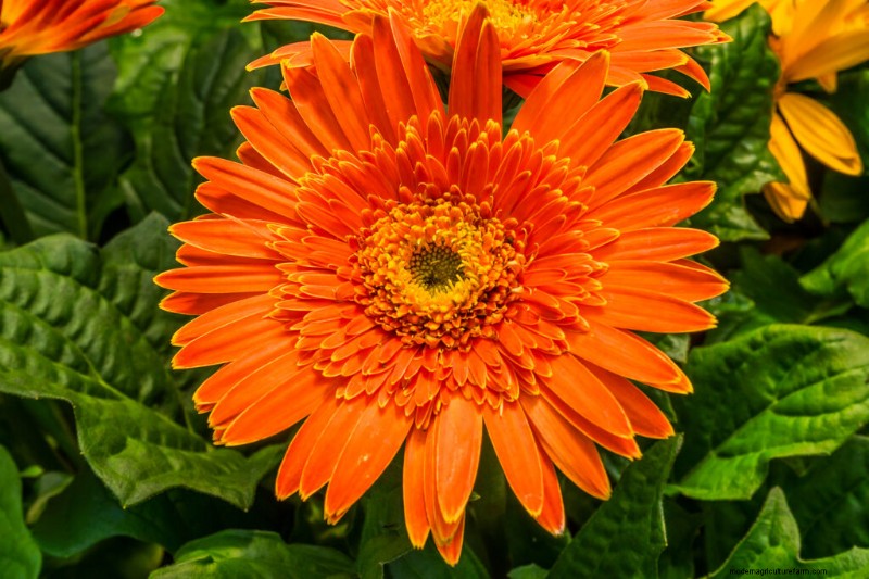 Growing Transvaal Daisies (Gerbera): A Complete Guide