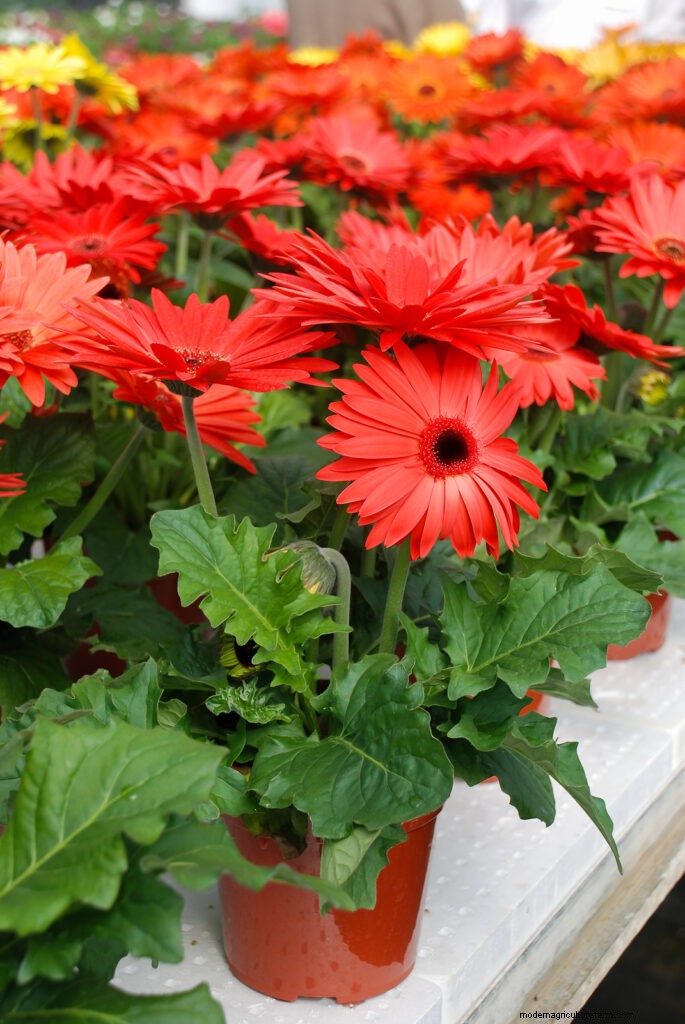 Growing Transvaal Daisies (Gerbera): A Complete Guide
