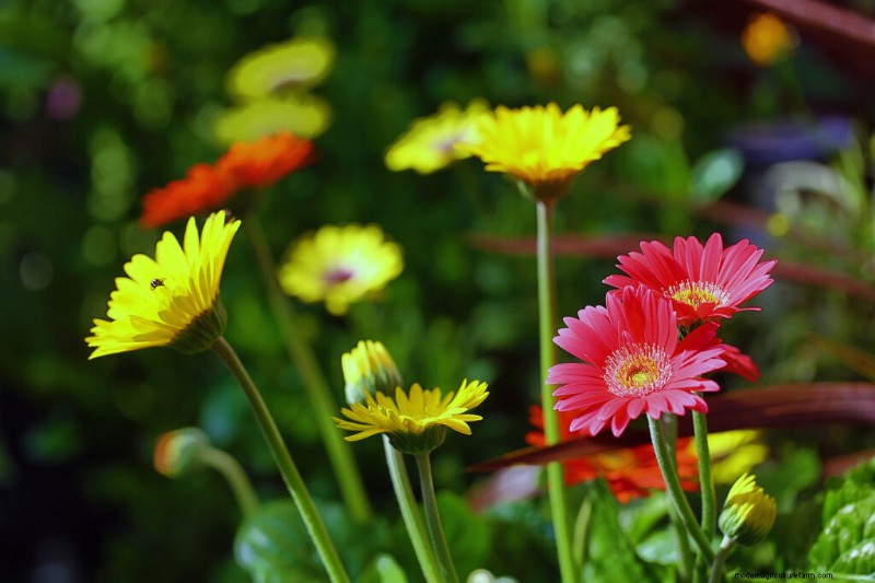 Growing Transvaal Daisies (Gerbera): A Complete Guide