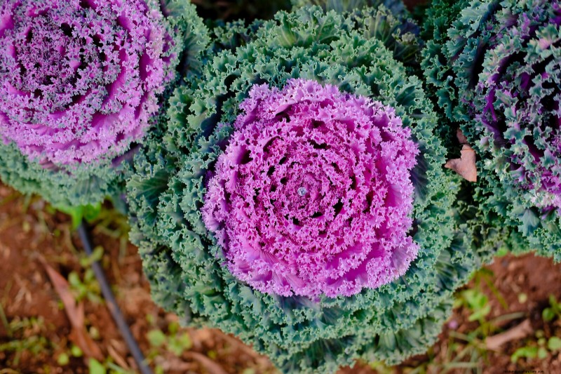 Growing Flowering Cabbage: A Guide to Ornamental Brassica