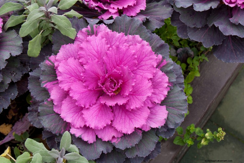 Growing Flowering Cabbage: A Guide to Ornamental Brassica