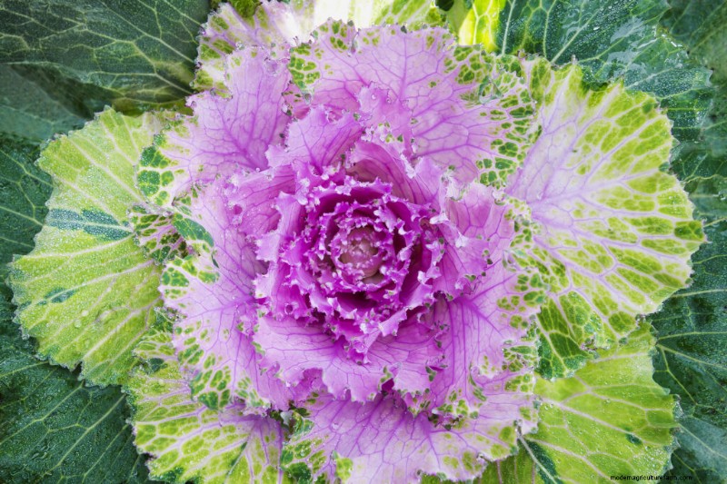 Growing Flowering Cabbage: A Guide to Ornamental Brassica