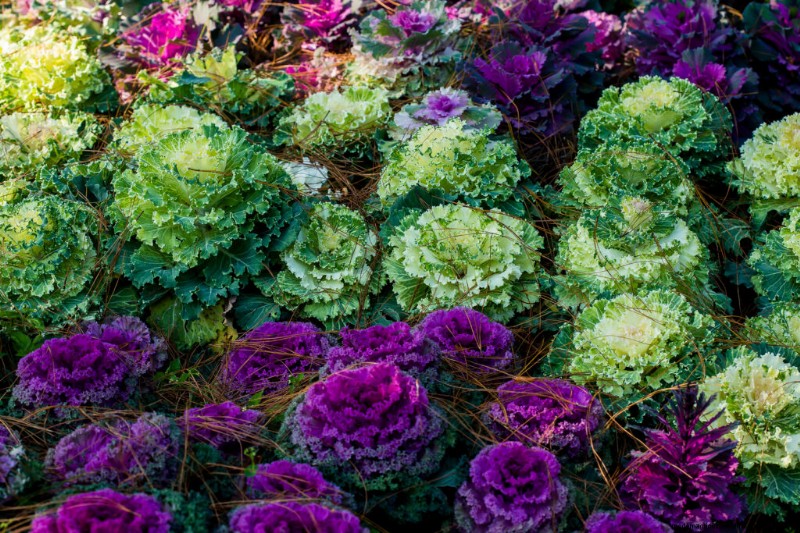 Growing Flowering Cabbage: A Guide to Ornamental Brassica