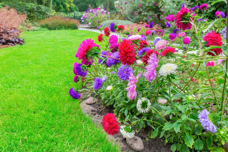 Growing China Asters: A Comprehensive Guide to Cultivating Beautiful Blooms