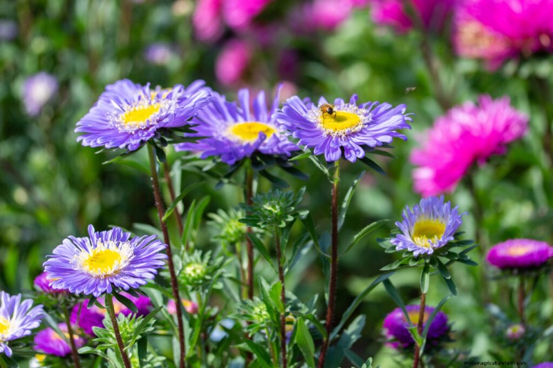 Growing China Asters: A Comprehensive Guide to Cultivating Beautiful Blooms