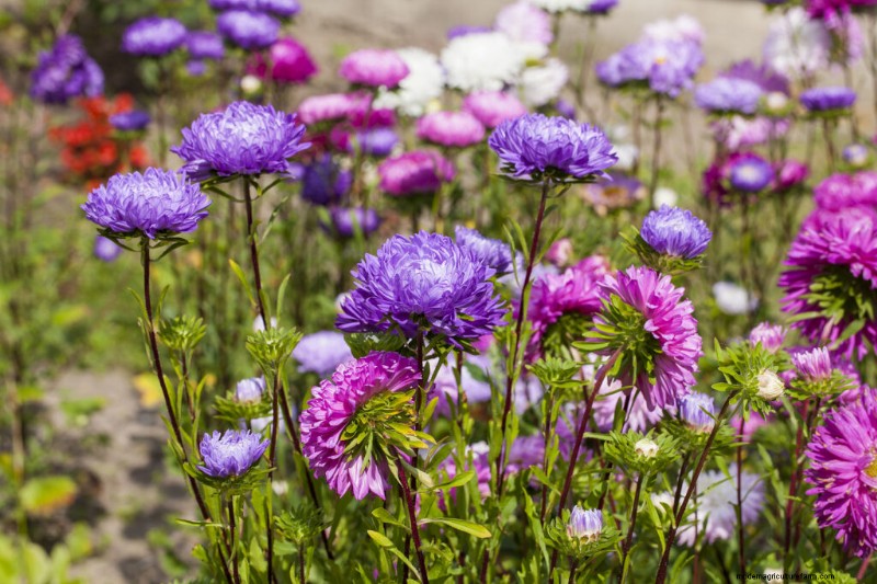 Growing China Asters: A Comprehensive Guide to Cultivating Beautiful Blooms