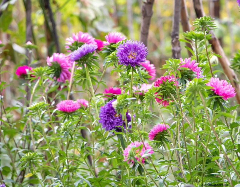 Growing China Asters: A Comprehensive Guide to Cultivating Beautiful Blooms