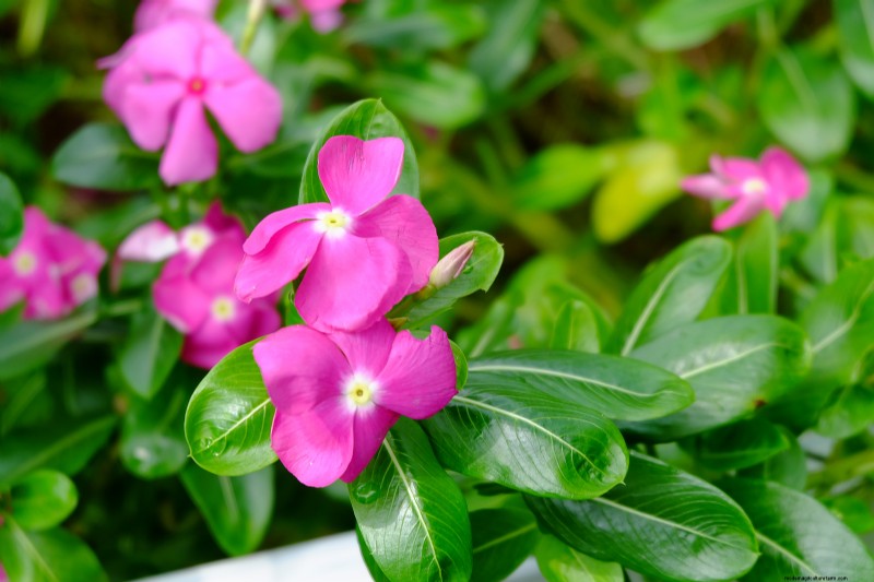 Vinca Rosea (Madagascar Periwinkle): Growing Guide & Care