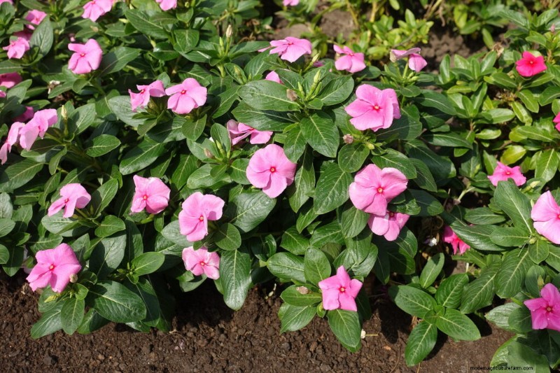 Vinca Rosea (Madagascar Periwinkle): Growing Guide & Care