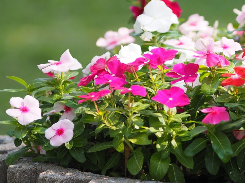 Vinca Rosea (Madagascar Periwinkle): Growing Guide & Care