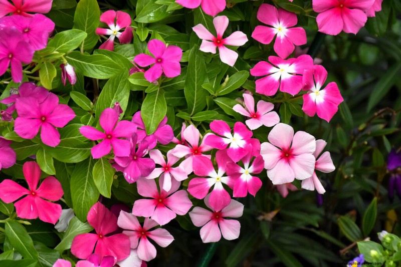 Vinca Rosea (Madagascar Periwinkle): Growing Guide & Care