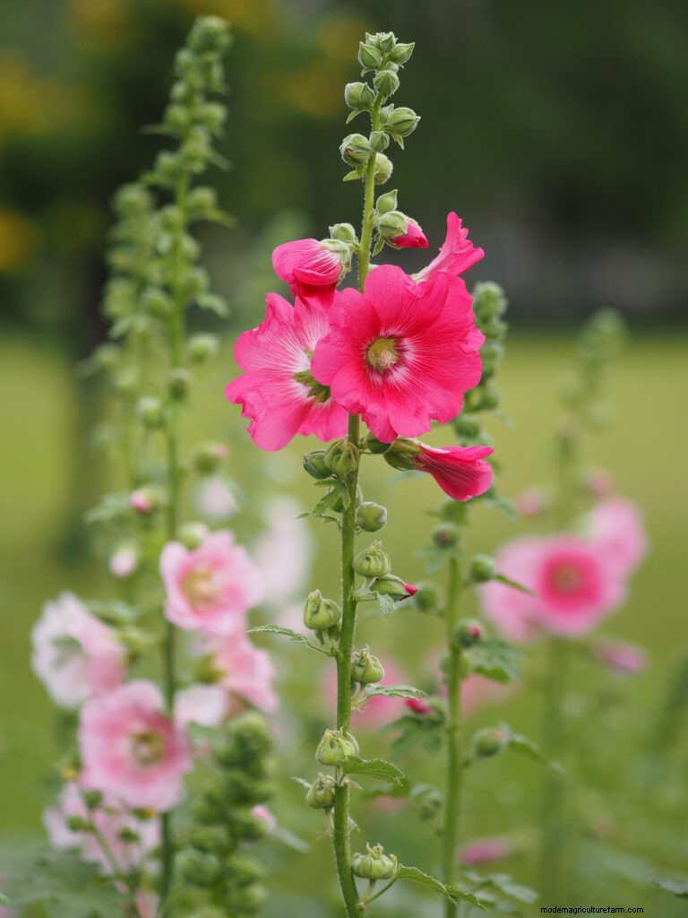 Growing Hollyhock Mallow (Malva alcea): A Complete Guide